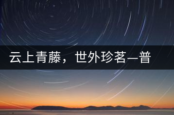 云上青藤，世外珍茗—普秀百年藤條茶即將上市