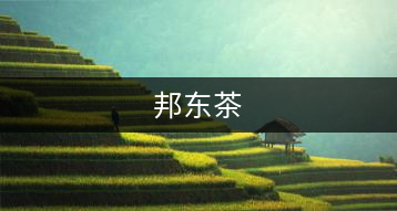 邦東茶