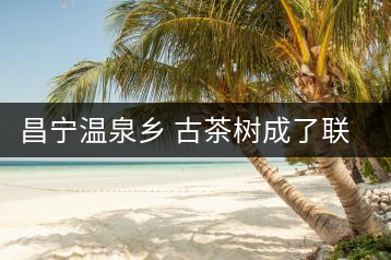 昌寧溫泉鄉(xiāng) 古茶樹(shù)成了聯(lián)席村民的“搖錢樹(shù)”