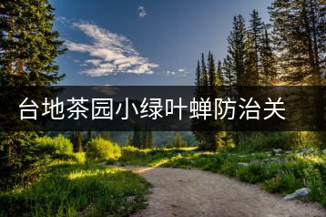 臺地茶園小綠葉蟬防治關(guān)鍵技術(shù)