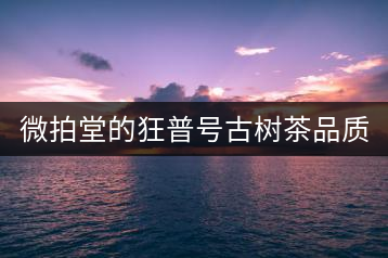 微拍堂的狂普號(hào)古樹茶品質(zhì)如何？