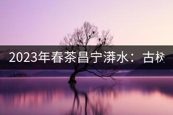 2023年春茶昌寧漭水：古樹(shù)混采純料480-600元／公斤，大樹(shù)360-420元／公斤，臺(tái)地260-300元／公斤，古樹(shù)單株均價(jià)880-1200元／公斤。