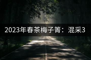 2023年春茶梅子箐：混采300-400元／公斤，挑采600元／公斤