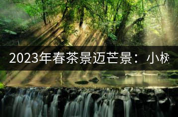 2023年春茶景邁芒景：小樹(shù)200元／公斤，古樹(shù)：600-800元／公斤
