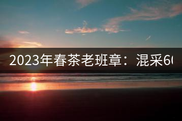 2023年春茶老班章：混采6000-8000元／公斤，挑采：12000元／公斤