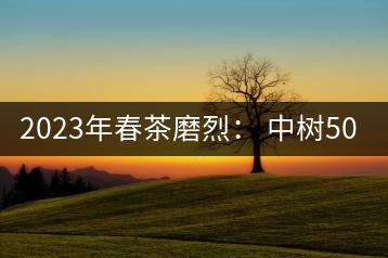 2023年春茶磨烈： 中樹500-600元／公斤，古樹混采：2200-2600元／公斤