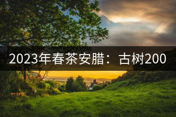 2023年春茶安臘：古樹(shù)200-260元／公斤