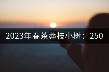 2023年春茶莽枝小樹：250元／公斤， 古樹：1000-1200元／公斤