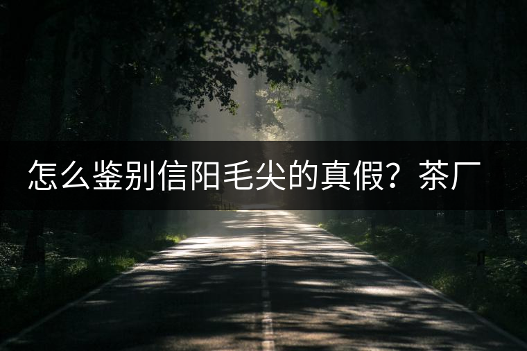 怎么鑒別信陽毛尖的真假？茶廠小姐姐親自告訴你茶葉的等級
