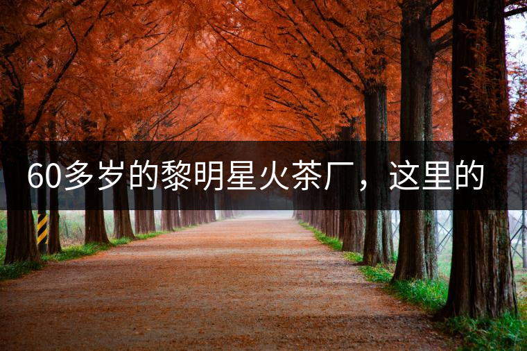60多歲的黎明星火茶廠，這里的人依然在做茶