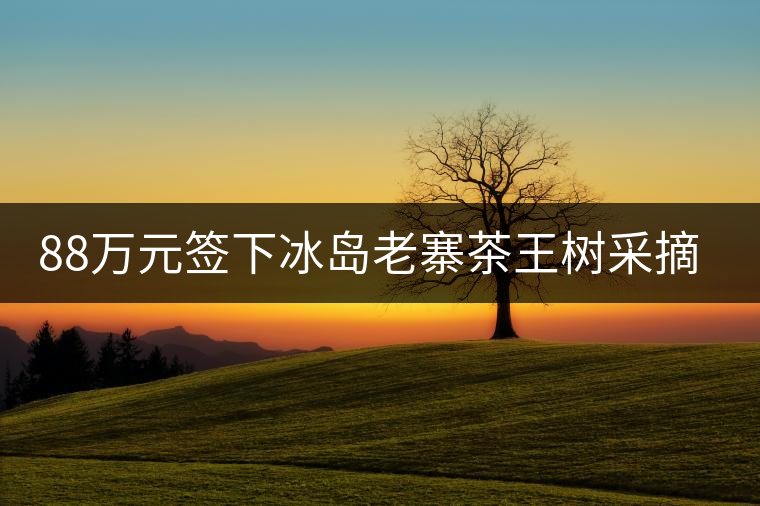 88萬元簽下冰島老寨茶王樹采摘權(quán)，誰說這是“競(jìng)價(jià)交易”？