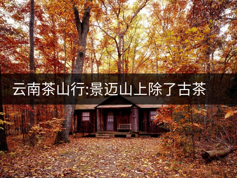 云南茶山行:景邁山上除了古茶樹，還有它們云南茶山行：景邁山上除了古茶樹，還有它們
