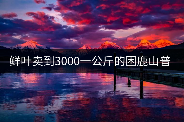 鮮葉賣到3000一公斤的困鹿山普洱茶，口感如何？