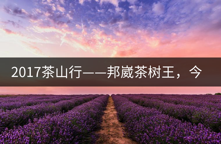2017茶山行——邦崴茶樹王，今天你是長這樣