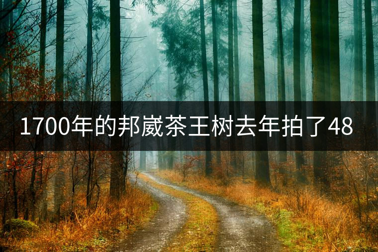1700年的邦崴茶王樹去年拍了48萬，今年170萬起拍1700年的邦崴茶王樹去年拍了48萬，今年170萬起拍