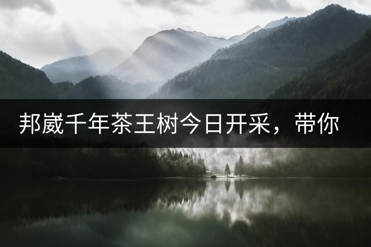 邦崴千年茶王樹今日開(kāi)采，帶你了解被低估的邦崴古樹茶邦崴千年茶王樹今日開(kāi)采，帶你了解被低估的邦崴古樹茶
