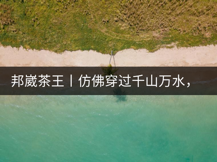 邦崴茶王丨仿佛穿過千山萬水，就是為了它而來邦崴茶王丨仿佛穿過千山萬水，就是為了它而來