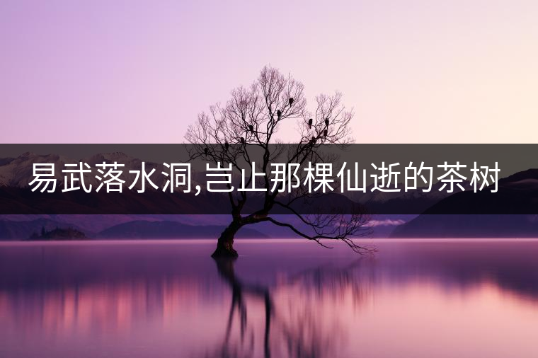 易武落水洞,豈止那棵仙逝的茶樹(shù)王?易武落水洞,豈止那棵仙逝的茶樹(shù)王？