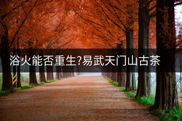 浴火能否重生?易武天門山古茶樹遭火災(zāi)浴火能否重生？易武天門山古茶樹遭火災(zāi)