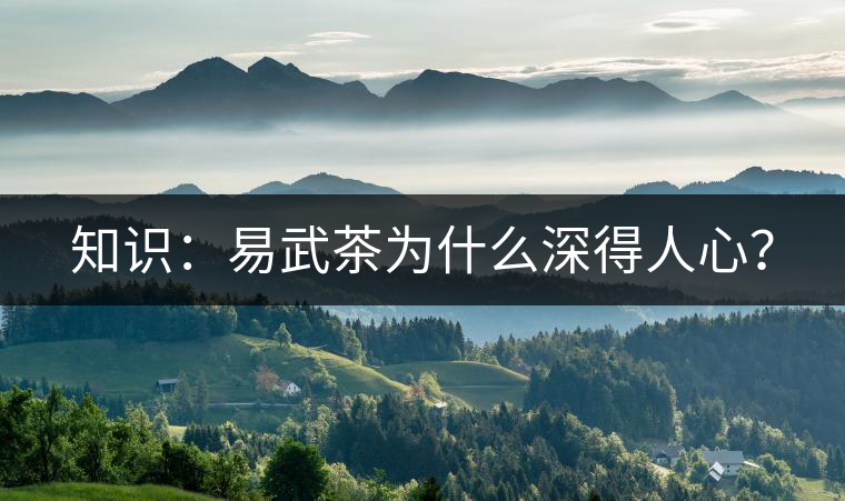 知識：易武茶為什么深得人心？