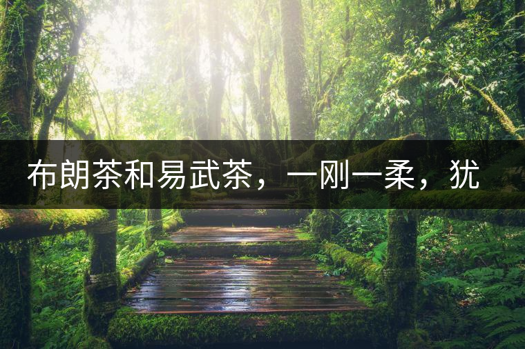布朗茶和易武茶，一剛一柔，猶如洪拳與太極