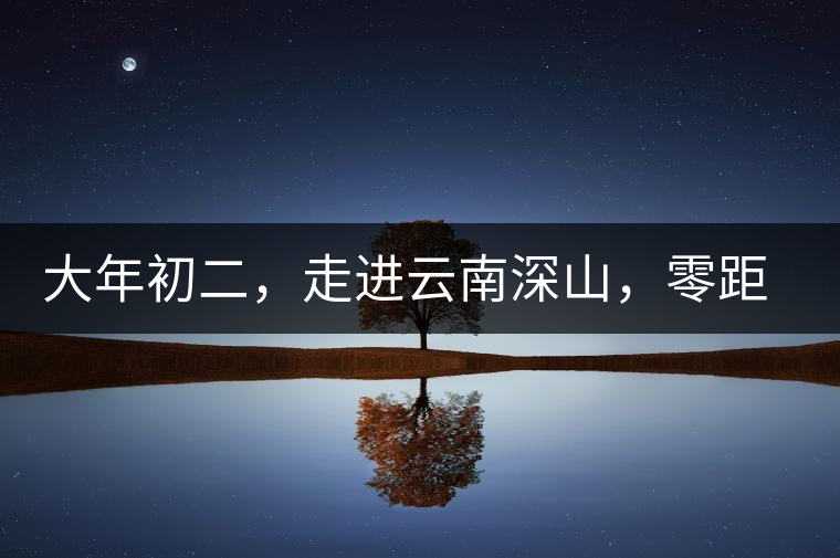 大年初二，走進(jìn)云南深山，零距離接觸古茶樹(shù)