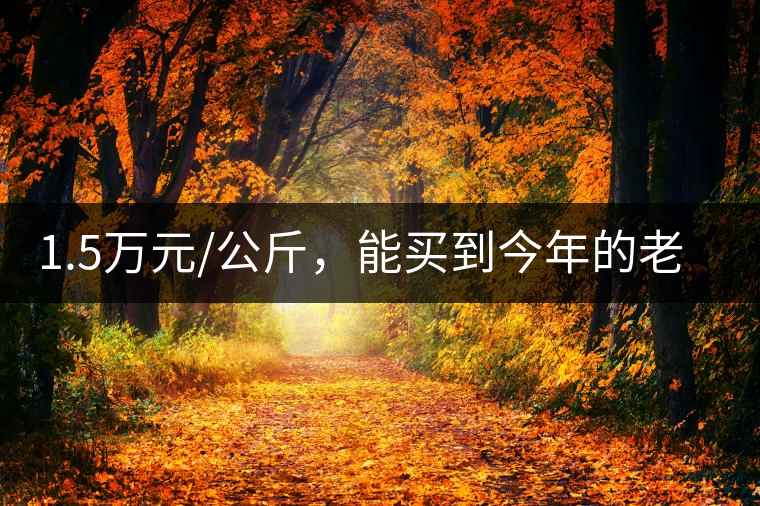 1.5萬元/公斤，能買到今年的老班章古樹茶嗎?1.5萬元/公斤，能買到今年的老班章古樹茶嗎？