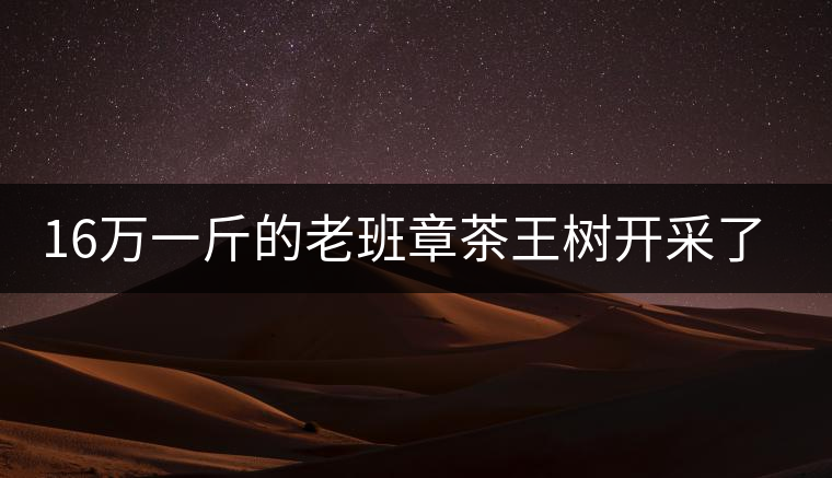 16萬一斤的老班章茶王樹開采了，茶友果斷拉了一車現(xiàn)金去...16萬一斤的老班章茶王樹開采了，茶友果斷拉了一車現(xiàn)金去！