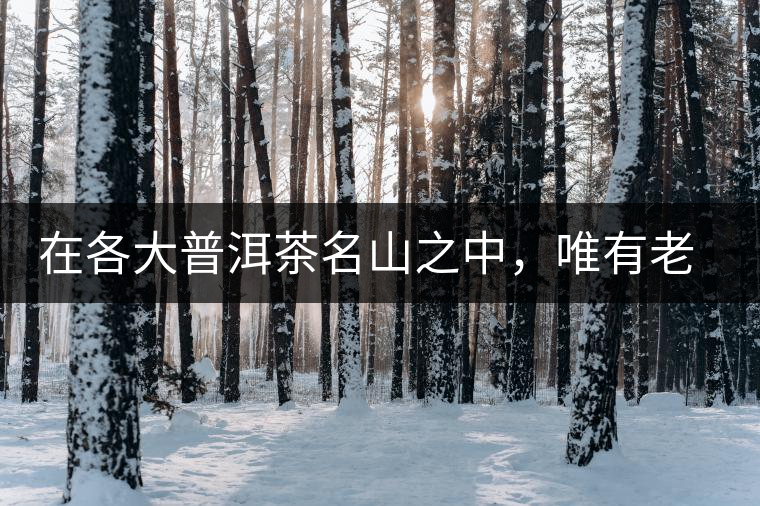 在各大普洱茶名山之中，唯有老曼峨古樹(shù)茶才能稱(chēng)得上戰(zhàn)狼