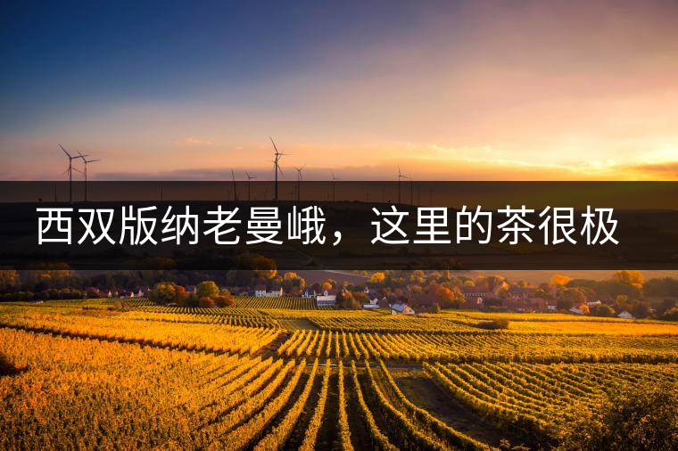 西雙版納老曼峨，這里的茶很極端，但卻是繞不過去的普洱茶山