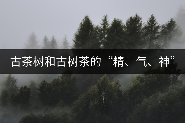 古茶樹和古樹茶的“精、氣、神”