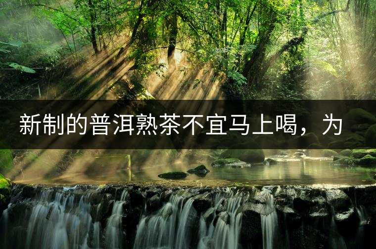 新制的普洱熟茶不宜馬上喝，為什么？
