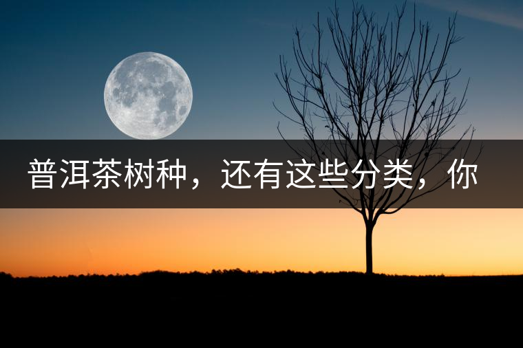 普洱茶樹種，還有這些分類，你造嗎？