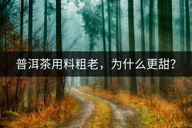 普洱茶用料粗老，為什么更甜？