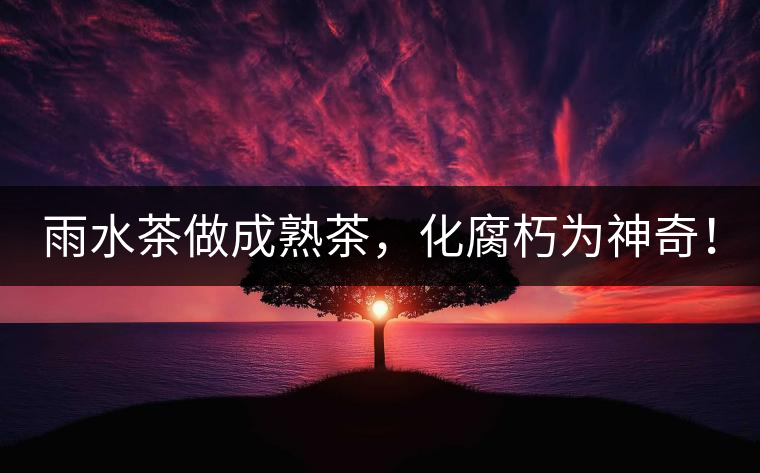 雨水茶做成熟茶，化腐朽為神奇！
