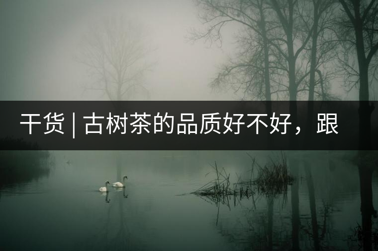 干貨 | 古樹茶的品質(zhì)好不好，跟耐泡度真的有關(guān)聯(lián)嗎？