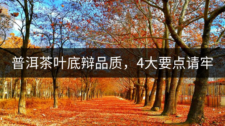 普洱茶葉底辯品質，4大要點請牢記！