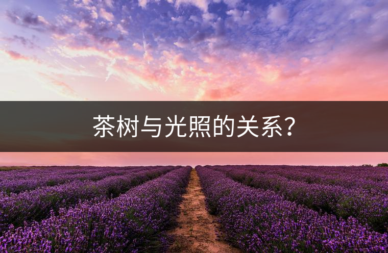 茶樹與光照的關(guān)系？