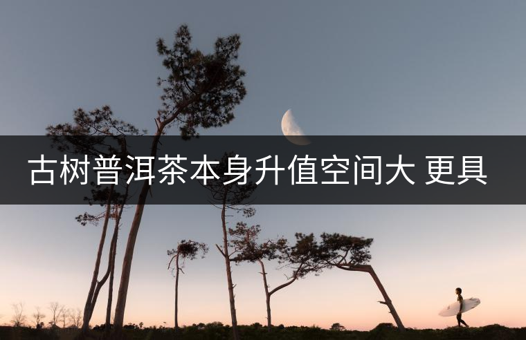 古樹(shù)普洱茶本身升值空間大 更具備投資價(jià)值