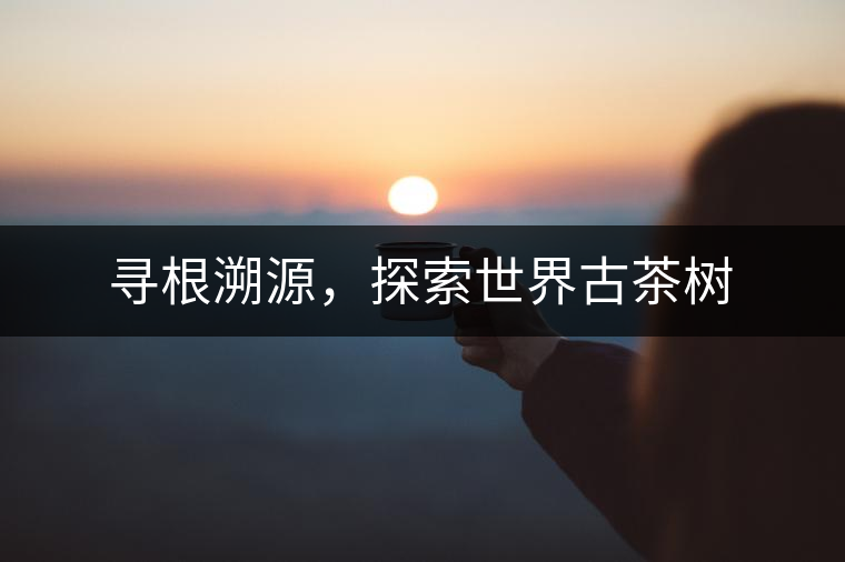 尋根溯源，探索世界古茶樹
