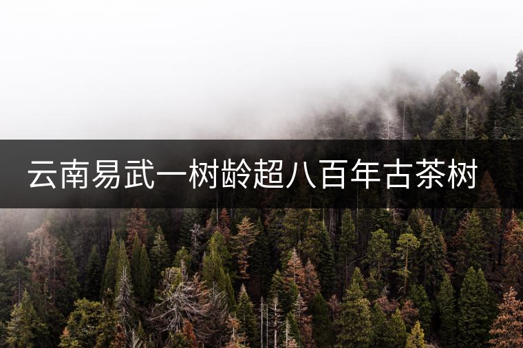 云南易武一樹(shù)齡超八百年古茶樹(shù)死亡，當(dāng)?shù)卦磕杲M織村民拜謁