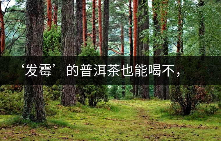 ‘發(fā)霉’的普洱茶也能喝不，看科學(xué)解釋