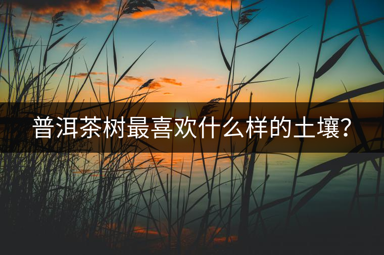 普洱茶樹最喜歡什么樣的土壤？