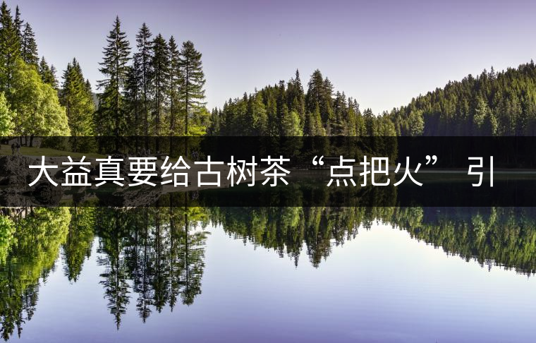 大益真要給古樹(shù)茶“點(diǎn)把火” 引火燒身？