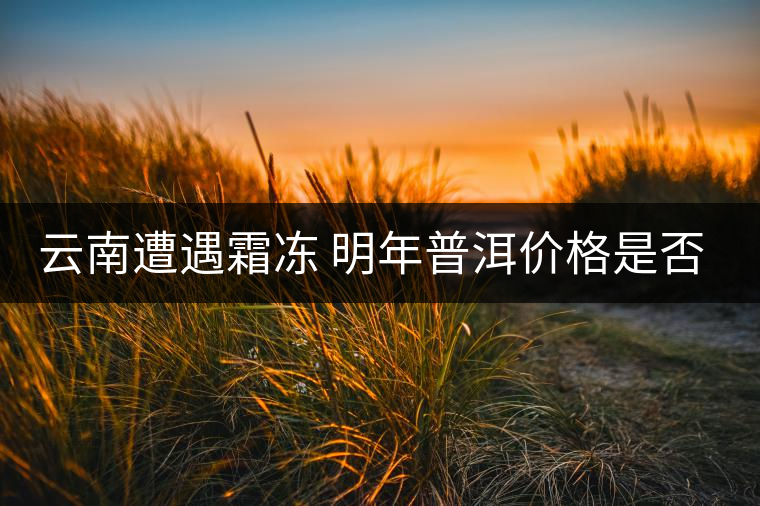 云南遭遇霜凍 明年普洱價(jià)格是否飆升？