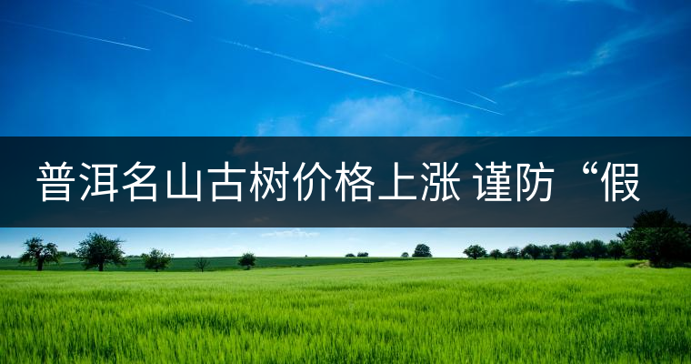 普洱名山古樹價(jià)格上漲 謹(jǐn)防“假冒”