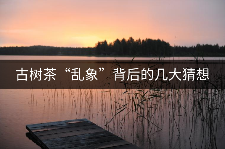 古樹茶“亂象”背后的幾大猜想
