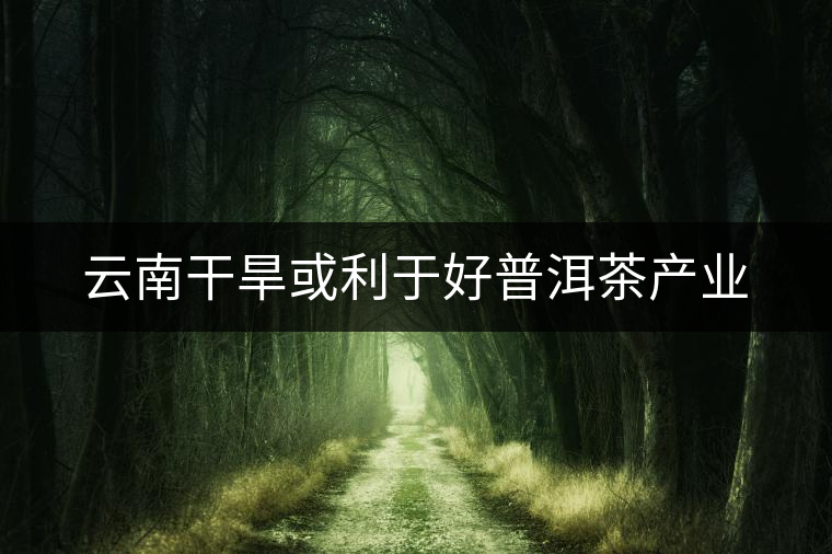 云南干旱或利于好普洱茶產業(yè)