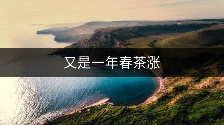 又是一年春茶漲