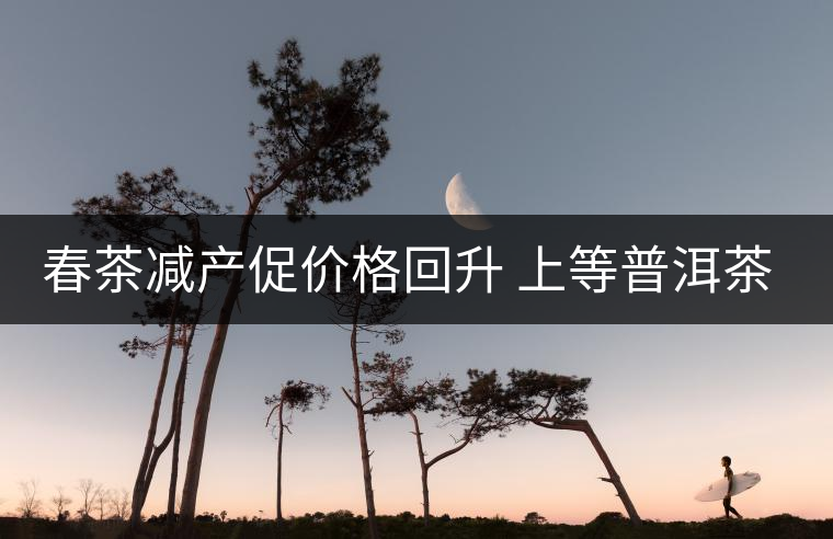 春茶減產促價格回升 上等普洱茶才越陳越好